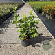 Viburnum opulus 60-80 cm 10L