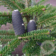 Abies koreana 30-40 cm 5,0L