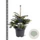 Abies koreana 30-40 cm 5,0L