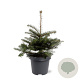 Abies koreana 30-40 cm 5,0L