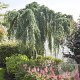 Cedrus l. 'Glauca Pendula' 60-80 cm 5,0L