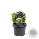 Cryptomeria j. 'Twinkle Toes' 15-20 cm 3,0L