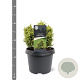 Cryptomeria j. 'Twinkle Toes' 15-20 cm 3,0L
