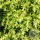 Cryptomeria j. 'Twinkle Toes' 15-20 cm 3,0L