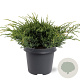 Juniperus squamata 'Holger' 30-40 cm 5,0L
