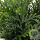 Thujopsis dolabrata 25-30 cm 3,5L