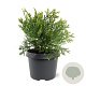 Thujopsis dolabrata 25-30 cm 3,5L