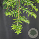 Tsuga canadensis 'Cole' 20-25 cm 3,0L