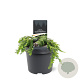 Tsuga canadensis 'Cole' 20-25 cm 3,0L