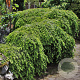 Tsuga canadensis 'Cole' 20-25 cm 3,0L