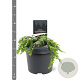 Tsuga canadensis 'Cole' 20-25 cm 3,0L