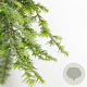 Tsuga canadensis 'Cole' 20-25 cm 3,0L