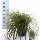 Carex oshim. 'Everoro' 40-50 cm 6,5L