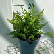 Dryopteris filix-mas GM 2,0L