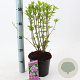 Hibiscus syr. 'Ardens' 40-50 cm 3,0L
