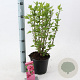 Hibiscus syr. 'Duc de Brabant' 40-50 cm 3,0L