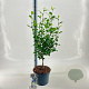 Hibiscus syr. Flower Tower White 30 cm stam 10L