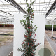 Ilex aq. 'Alaska' 250-300 cm draadkluit struik 175-200 diameter