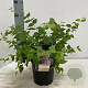 Kolkwitzia amabilis 'Pink Cloud' 40-50 cm 2,0L