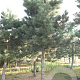 Pinus nigra nigra 40-45 HO draadkluit
