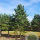 Pinus nigra nigra 60-70 HO draadkluit