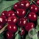 Prunus a. Burlat 250-300 cm cont. 150L solitair