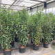 Prunus l. Genolia 175-200 cm 20L