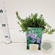 Rosmarinus off. 'Capri' 25-30 cm 2,0L