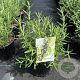 Rosmarinus officinalis 25-30 cm 2,0L