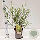 Salix rosmarinifolia 40-50 cm 2,0L