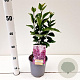 Syringa v. 'Sensation' 30-40 cm 2,0L