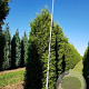 Thuja occ. 'Brabant' 700-800 cm draadkluit solitair