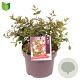 Abelia grandiflora 25-30 cm 5,0L
