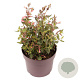 Agastache mexicana GM 2,0L