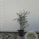 Amelanchier lamarckii 125-150 cm 35L