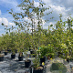 Amelanchier laevis 'Snowflakes' 250-300 cm cont. 80L