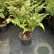 Athyrium otophorum 'Okanum' GM 2,0L