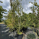 Betula utilis 'Doorenbos' 350-375 cm cont. 130L