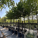 Carpinus betulus 200 cm stam cont. 110L 18-20 leiboom