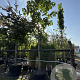 Catalpa bignonioides 25-30 cm cont. 230L