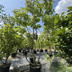Catalpa bignonioides 350-375 cm cont. 130L