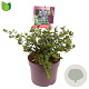 Ceanothus griseus 'Yankee Point' 30-40 cm 7,5L