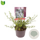 Ceanothus impressus 'Victoria' 20-30 cm 2,0L