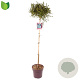 Ceanothus impressus 'Victoria' 70 cm stam 10L