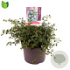 Ceanothus thyrsiflorus repens 30-40 cm 5,0L