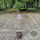 Ceanothus thyrsiflorus repens 90 cm stam 10L