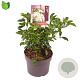 Choisya ternata 20-25 cm 3,0L