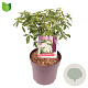 Choisya ternata 25-30 cm 5,0L