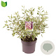 Cornus alba Miracle 40-50 cm 7,5L