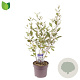 Cornus alba Nightfall 60-80 cm 7,5L